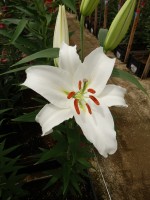 [5318 Moscow VWS No02.JPG]